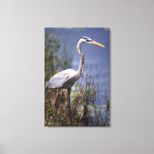 Toile Oiseau du Grand Héron bleu (Recto)