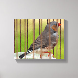 Toile Oiseau Zebra Finch en cage