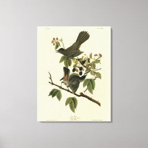 Toile Oiseaux de chats (Colibri gris) Oiseaux d'Amérique