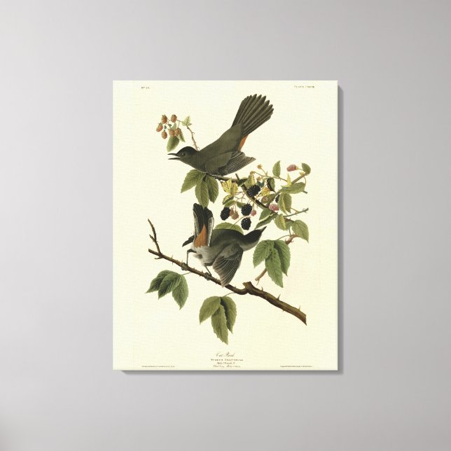 Toile Oiseaux de chats (Colibri gris) Oiseaux d'Amérique (Recto)