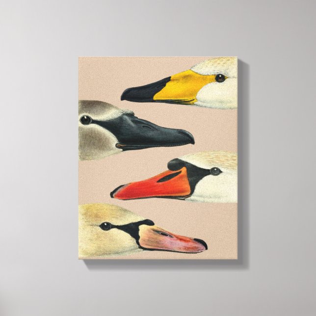 Toile Oiseaux sauvages Nature-Visages du cygne (Recto)