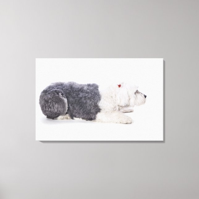 Toile Old English Sheepdog sur arrière - plan blanc (Recto)