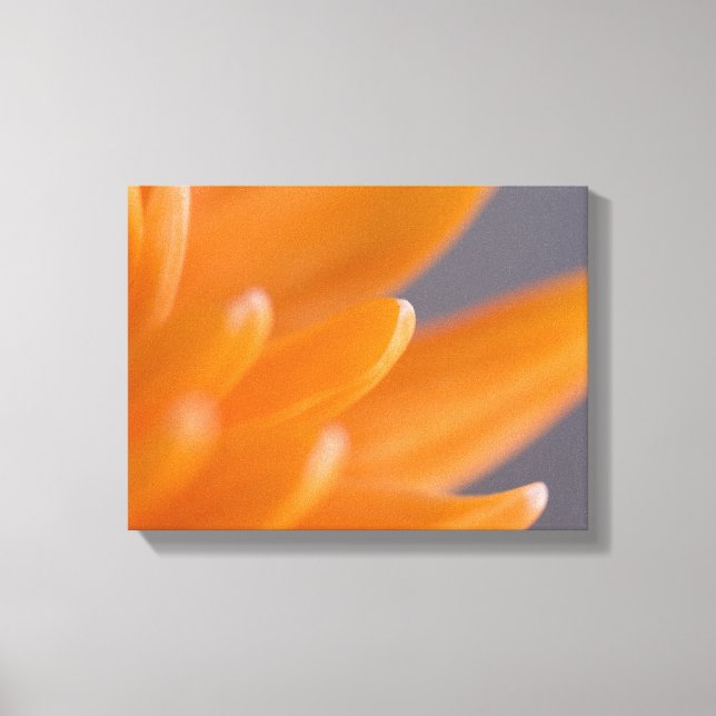 Toile Orange Gerber Daisy Petals (Recto)