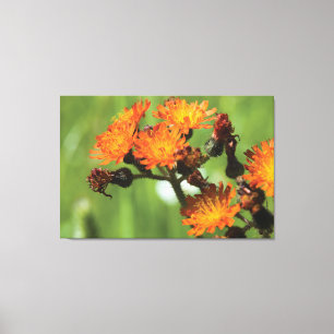 Toile Orange Hawkweed - Wild Things Photographie