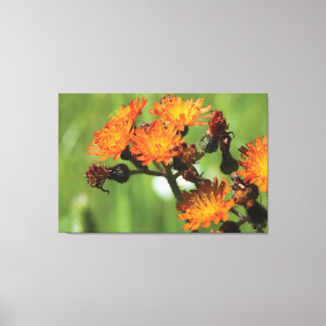 Toile Orange Hawkweed - Wild Things Photographie (Recto)