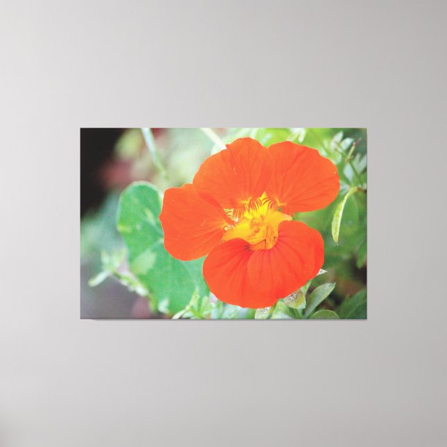 Toile Orange Nasturtium Bloom (Recto)