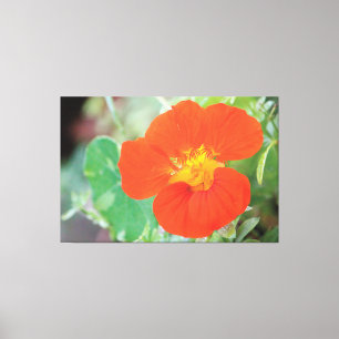 Toile Orange Nasturtium Bloom