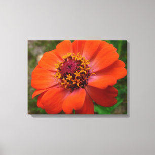 Toile Orange Zinnia Fleur sauvage Nature Florale