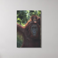Orangutan