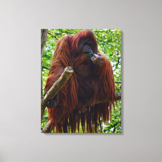 Toile Orangutan - complet