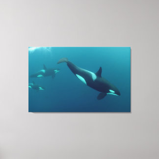 Toile Orca "Killer Whale"