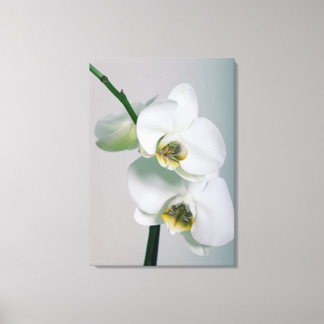 Toile Orchidée blanche (Recto)