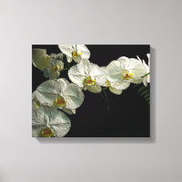 Orchidée et fougère de Phalaenopsis blanc - Art nu