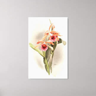Toile Orchidée Illustrée