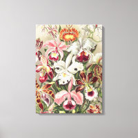 Orchidées, Orchidée Denusblumen par Ernst Haeckel