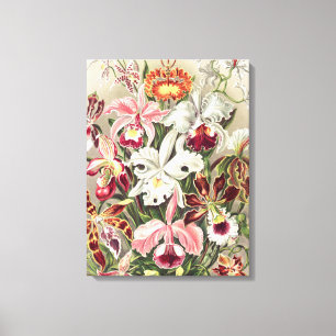 Toile Orchidées, Orchidée Denusblumen par Ernst Haeckel