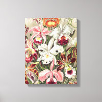 Orchidées, Orchidée Denusblumen par Ernst Haeckel