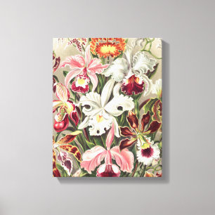 Toile Orchidées, Orchidée Denusblumen par Ernst Haeckel