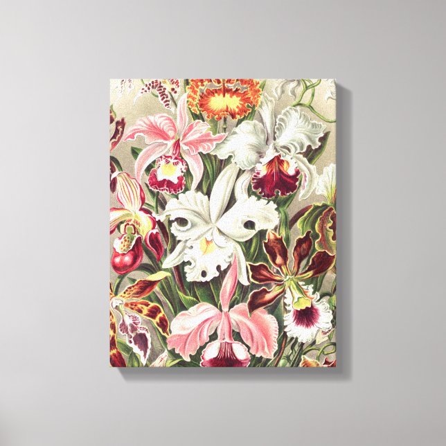 Toile Orchidées, Orchidée Denusblumen par Ernst Haeckel (Recto)