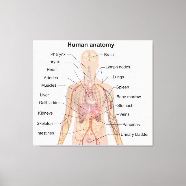 Toile Organes internes Anatomie du corps humain (Recto)