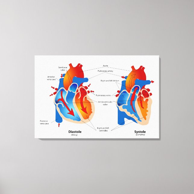 Toile Organigramme Médicale du flux sanguin cardiaque (Recto)