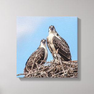 Toile Osprey juvénile dans le nid