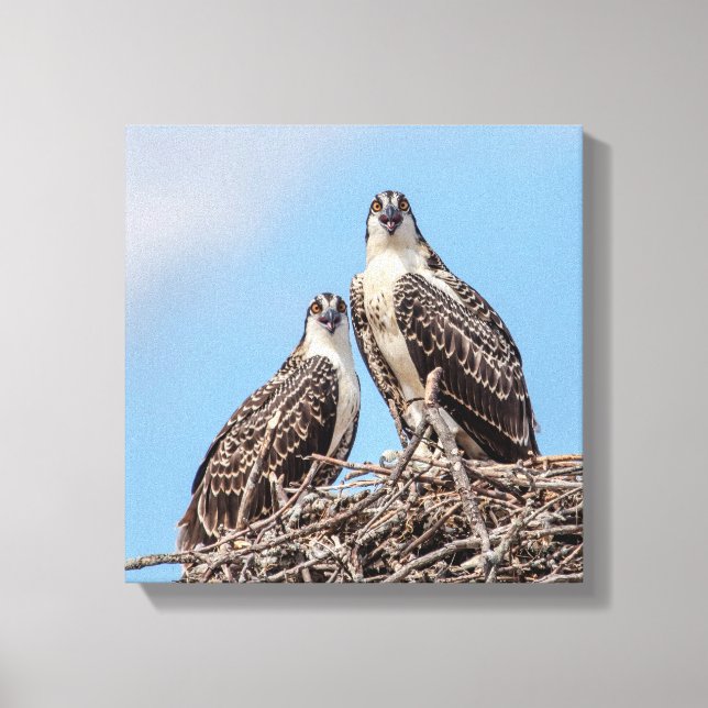 Toile Osprey juvénile dans le nid (Recto)