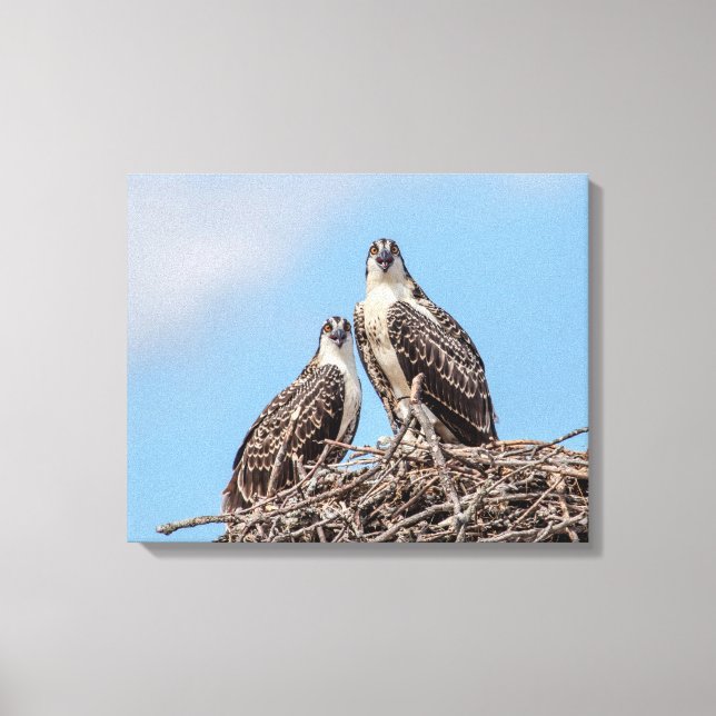 Toile Osprey juvénile dans le nid (Recto)