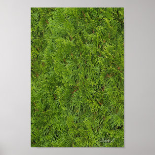 Toile ou Affiche de fond d'arbre toujours vert