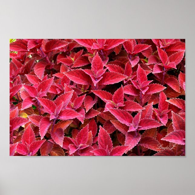 Toile ou affiche rouge Coleus Arrière - plan Textu (Devant)