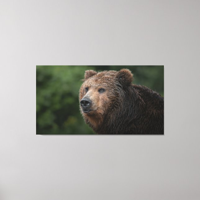 Toile Ours Brown Kamchatka (Recto)