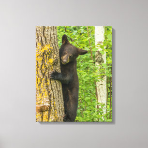 Toile Ours noir jeune Minnesota