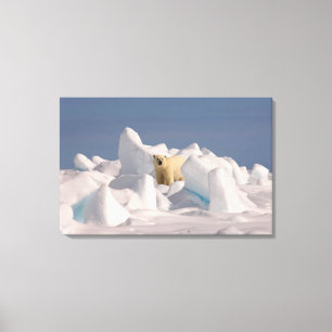 Toile ours polaire, Ursus maritimus, dans la glace rugue