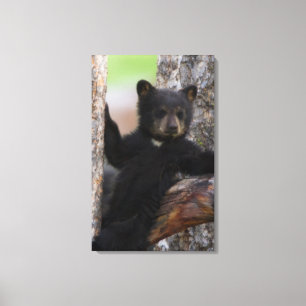 Toile Ourson ours noir se reposant
