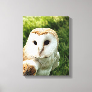 TOILE OWLS