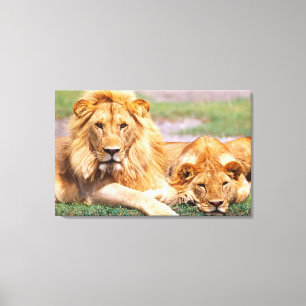 Toile Paire de lions africains, Panthera leo, Tanzanie