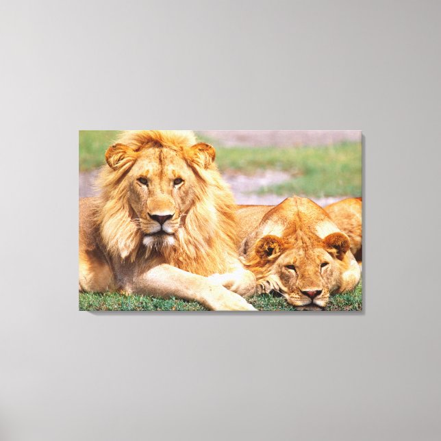 Toile Paire de lions africains, Panthera leo, Tanzanie (Recto)