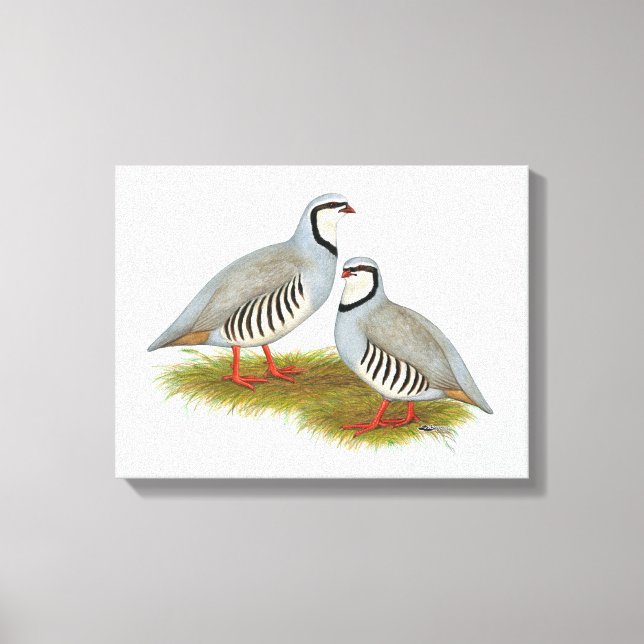 Toile Paire de perdrix de Chukar (Recto)