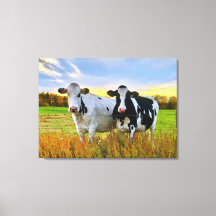 Paire de vaches dans le pâturage