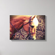 Palomino occidental