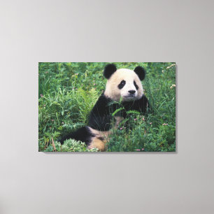 Toile Panda géant dans l'herbe, vallée de Wolong, Sichua