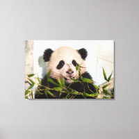 Panda géant penché contre le mur