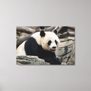 Toile Panda géant sur les rochers