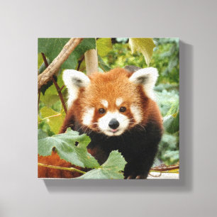 Toile Panda rouge