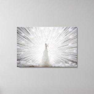 Toile paon blanc - 3 panneaux
