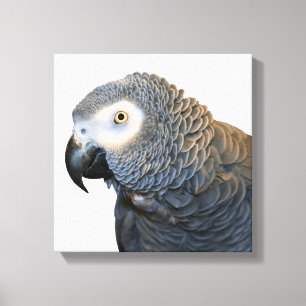 Toile Papier à perroquet gris noir et blanc