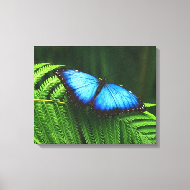 Toile papillon (Recto)