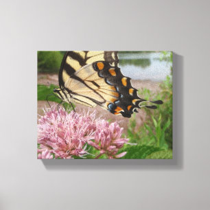 Toile Papillon à queue épaisse de tigre sur le Milkweed