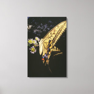 Toile Papillon à queue épaisse sur la fleur, gros plan