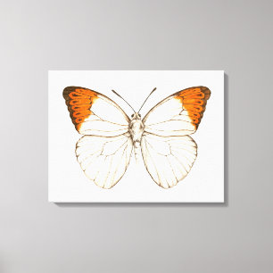 Toile Papillon aquarelle, grand tip orangé